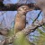 The Kookaburra perching in a twig... The Kookaburra perching in a twig...