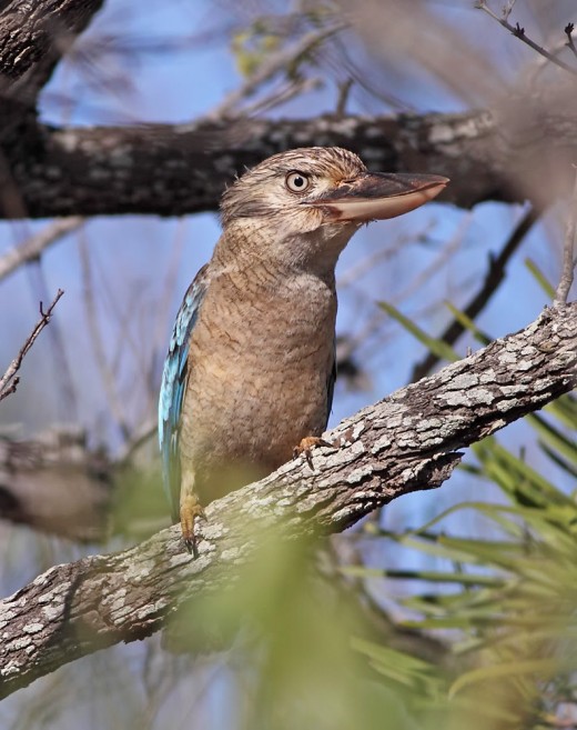The Kookaburra perching in a twig...