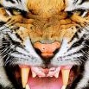 thaisjean profile image