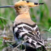 HOOPOE profile image