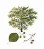 Alder Tree    treesappeal.com