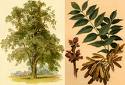 Ash Tree    pern.ni