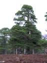 Scots Pine tree    scottish.crafts.co.uk