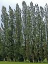Poplar Trees    flickr.com