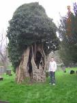 An Ancient Yew Tree...I know this one is older than me!    freewebs.com