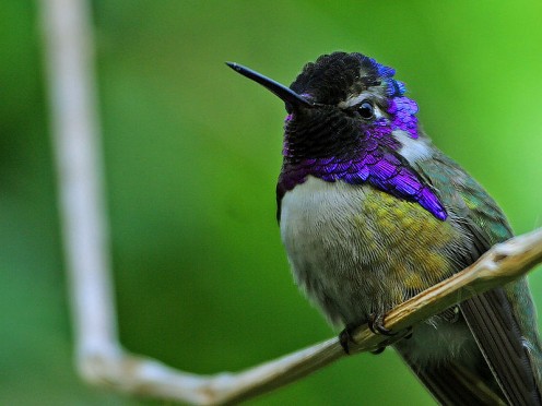 A male Costa's Hummingbird.