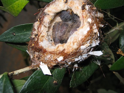 Hummingbird nest with two chicks.