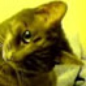toppetpics profile image