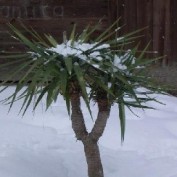 Olaf profile image