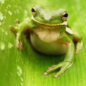 Bamboo Frog profile image