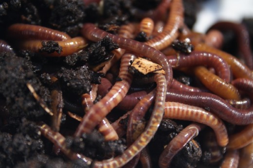 Red Wiggler worms