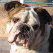 Deputy Dog profile image