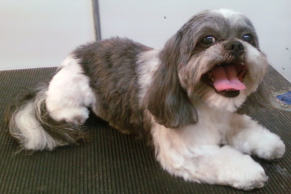 What is a Havanese puppy cut?