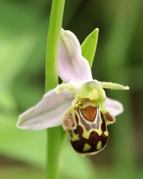 The Bee Orchid has evolved so it resembles a female bee to attract the male bee. 