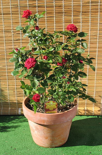 Miniature Rose Growing In A Clay Pot