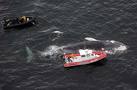 Dead or dying Blue Whale in Southern California.  Coastguard sued by environmentalists