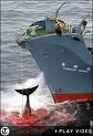 The Sons of Nippon again!  This time, harpooning a protected Humpback Whale.  How can these gentle giants ever forgive us?  Stinking mankind.        Telegraph picture