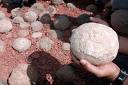 Football-sized dinosaur eggs by nationalgeographicnews.com file photo