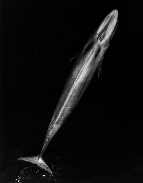 Adult Blue Whale.