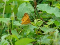 Bird Photos taken during Cinnamon Lodge Bird and Butterfly trail