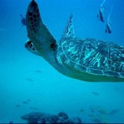 Scuba Watch profile image