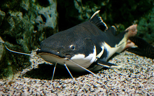 Catfish are great fun to catch and eat. There's nothing like fresh caught and fried up  salt and pepper catfish. 