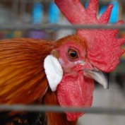 chicken coup profile image
