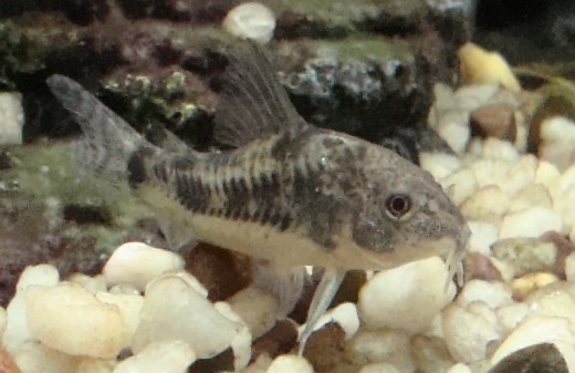 Corydoras - Mottled Armoured catfish from a different angle