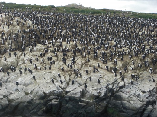 Isla de los Pajaros (Birds Island)