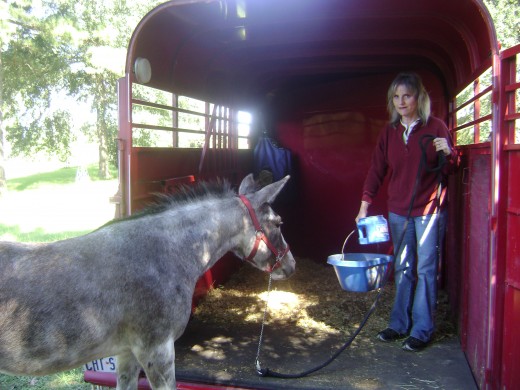 Loading the hinny in the trailer.