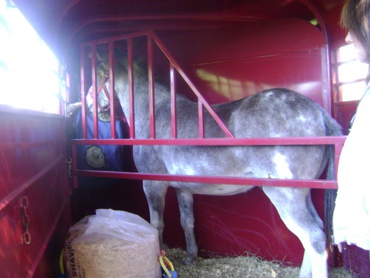 Safe and secure for the long trip to his new home.