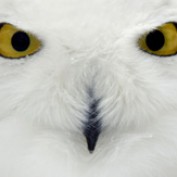 owlspook profile image