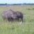 Maasai mara Rhino at a close proximity Maasai mara Rhino at a close proximity