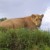 Maasai mara lion at a close proximity Maasai mara lion at a close proximity