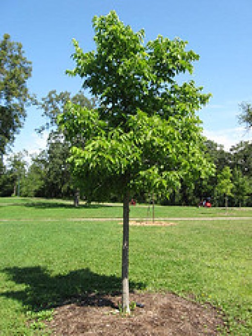 Hackberry Tree Facts | hubpages