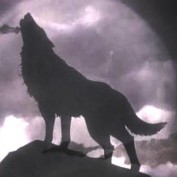 thegreatwolf profile image