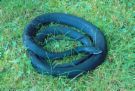 Black coil of a snake