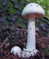 Destroying Angel.  Several varieties, all can be deadly.