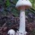Destroying Angel.  Several varieties, all can be deadly.