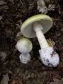 This pic posted on Google Images as an Edible Mushroom by hiway17.com   It may well be, but see how similar to the Amanitas, you need to be an expert to collect wild fungi.