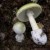 This pic posted on Google Images as an Edible Mushroom by hiway17.com   It may well be, but see how similar to the Amanitas, you need to be an expert to collect wild fungi.