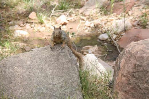 Any ranger will tell you, that the squirrel is the most dangerous animal in the Grand Canyon National Park