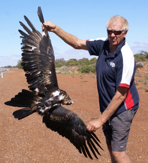 wings spread on dead eagle to give an idea on just how big they are