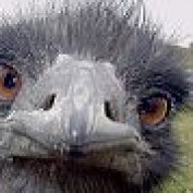 piereal profile image