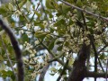 The Tradition of Mistletoe At Christmas