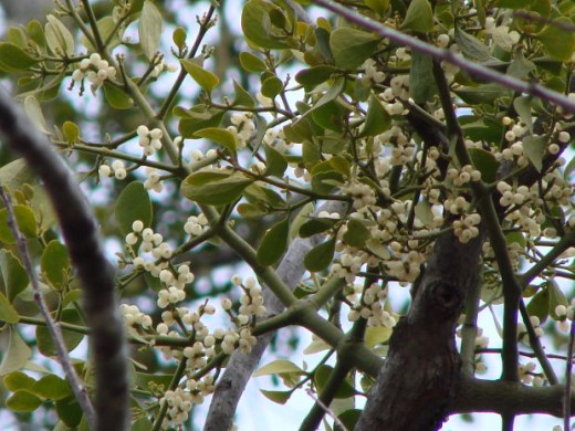 Mistletoe on Host Tree