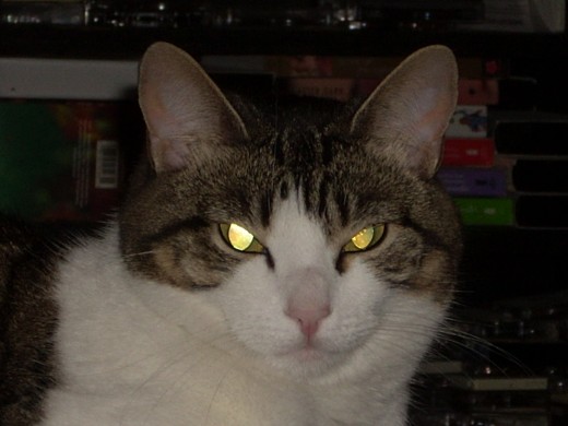 Here's the one and only Maya, who's been the subject of many of our cat songs.