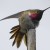 oregons new hybrid hummingbird, cross between anna and rufous oregons new hybrid hummingbird, cross between anna and rufous