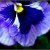 pansy pansy