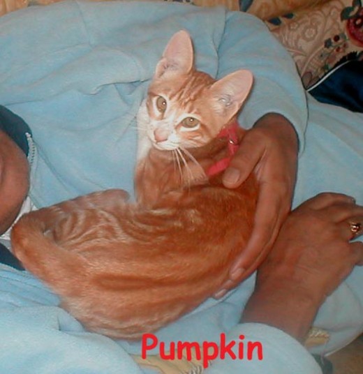 Pumpkin adopted us for the day we had to put wedding outfits on for the 3rd time